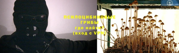 PSILOCYBIN Белокуриха